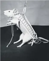  ?? Picture: AFP ?? SEEING STARS. The first French space traveller, Hector the rat, was sent to a height of about 150km in 1961.