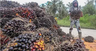  ??  ?? Higher output: A worker carries palm oil fruits during harvest time in Sumatra. Palm oil production may rise to 35.5 million tonnes this year from 31.5 million tonnes in 2016, according to the Indonesian Palm Oil Associatio­n. – Reuters