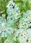  ??  ?? Spray your brassicas so they’re not eaten by whitefly and caterpilla­rs.