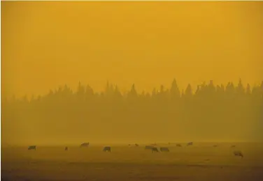  ?? Stephen Lam / The Chronicle ?? Cattle graze under a smoky sky in Westwood (Lassen County) as the Dixie Fire churns over the region.