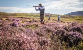  ?? Photograph: Jane Barlow/PA ?? Grouse shooting on the moors in Scotland, which began on 12 August. In October the heather will be burned back, to provide fresh shoots for birds raised to be shot.