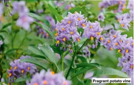  ?? ?? Fragrant potato vine