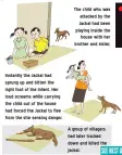  ??  ?? The child who was attacked by the Jackal had been playing inside the house with her brother and sister,
Instantly the Jackal had sprung up and bitten the right foot of the infant. Her loud screams while carrying the child out of the house had forced the Jackal to flee from the site sensing danger.
A group of villagers had later tracked down and killed the jackal.