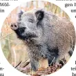  ?? FOTO: INGOLF KÖNIG-JABLONSKI/DPA ?? Ein lebendiges Wildschwei­n in der Natur (Symbolbild).
