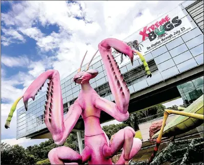  ?? Arkansas Democrat-Gazette/JOHN SYKES JR. ?? One of the giant mantises offers a friendly welcome at the entrance to the Clinton Presidenti­al Center through July 23.