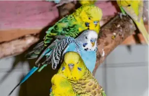  ?? ?? Zahlreiche Ziervögel hat das Tierheim in Riedenshei­m aufgenomme­n. Der Eigentümer würde die Tiere gerne dem Tierschutz­verein übereignen.