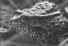  ?? ASSOCIATED PRESS ?? THIS SEPT. 27, 2011, FILE PHOTO shows a gopher frog at the Audubon Zoo in New Orleans. Federal officials proposed on Friday changes to how the endangered species act is used following a U.S. Supreme Court ruling on habitat for the frog.