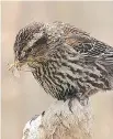  ?? EMILY BURTON ?? A female Red-winged Blackbird has a beak full of insects for her young. Many species of birds eat insects during the summer months.