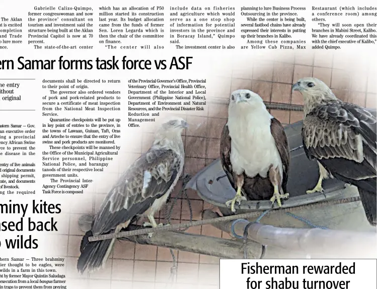  ?? ELMER RECUERDO ?? Free again Three Brahminy Kites were released back to the wilds by former Northern Samar Rep. Emil Ong.