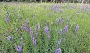  ?? JIM MCCORMAC ?? These purple flower wands are spiked blazing-star at Chaparral Prairie State Nature Preserve in Adams County.