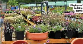  ?? ?? Displays of bedding plants