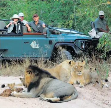  ??  ?? Lions relax with their cubs.