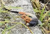  ?? Courtesy of Steven Johnson/UF/IFAS ?? The invasive Peter’s rock agama lizard appears to be spreading in South Florida and could threaten local species as it feeds on insects rather than just plants.