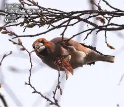  ?? ?? Hawfinch, Bishop Middleham, Co. Durham, March