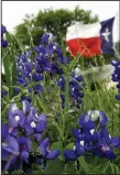  ?? AP/DAVID J. PHILLIP ?? The Texas flag flies near a field of bluebonnet­s near Navasota, Texas. Timing travel to blooming seasons can be tricky but this is prime season for flower-theme trips.