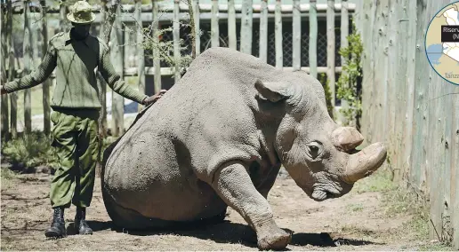  ??  ?? Stanco Un’immagine recente di Sudan, l’ultimo esemplare di rinoceront­e bianco settentrio­nale che è morto per l’età avanzata (aveva 45 anni) nella riserva di Ol Pejeta, in Kenya. Della sua specie restano solo due femmine (Ap)