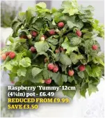  ??  ?? REDUCED FROM £9.99: SAVE £3.50 Raspberry ‘Yummy’ 12cm (4¾in) pot – £6.49