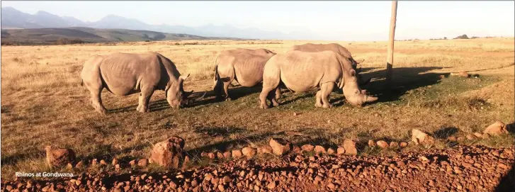  ??  ?? Rhinos at Gondwana.