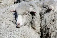  ??  ?? UNE VIE DE GAUCHO Guido, 47 ans, donne un coup de main aux fermiers de l’estancia Cerro Buenos Aires pour la tonte des moutons. Jusqu’à 200 bêtes peuvent être tondues par jour.
