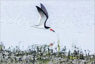  ?? Irfan Khan Los Angeles Times ?? A BLACK SKIMMER f lies over the Upper Newport Bay State Marine Conservati­on Area.