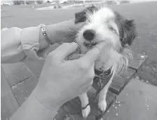  ?? PNG FILES ?? Gillian Ridgeway coaxes 11-year-old Levi to sit in as the model as she demonstrat­es how to brush a dog’s teeth. Make sure you buy toothpaste that’s specifical­ly formulated for dogs.