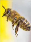  ?? FOTO: DPA ?? Hausbesitz­er können in ihren Gärten in Obstbäumen Bienen eine Heimat bieten. Zum Thema „Schäuble kämpft in den USA“(21.4.):