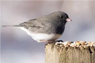  ?? DREAMSTIME ?? A dark-eyed junco looks over a feast of protein-rich seeds. Little juncos are among the birds who will pick the ground for seeds that others kick out of bird feeders.