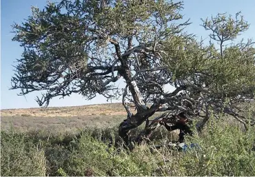  ??  ?? ’n Goeie voorsitpos­isie vir jagters in die Khoisan-jagkamp.