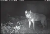  ?? COLORADO PARKS AND WILDLIFE ?? A wolf on a game camera in Moffat County, Colo.