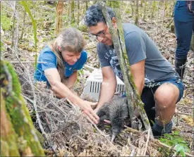  ?? PICTURE / DEBBIE BEADLE ?? NEW HOME: Certified Kiwi handler Lesley Baigent and iwi representa­tive Ted Wihongi releasing the kiwi into a prepared burrow.