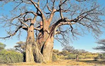  ?? Picture: mhgallery/123rf.com ?? EARTH’S WISDOM A majestic baobab tree.