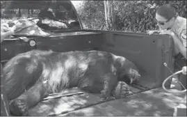  ?? Genaro Molina, Los Angeles Times ?? California Department of Fish and Game warden Ilia Banks looks over a sedated bear in Glendale, Calif. The team moved the bear to the Angeles National Forest.