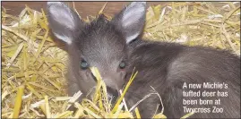  ??  ?? A new Michie’s tufted deer has been born at Twycross Zoo