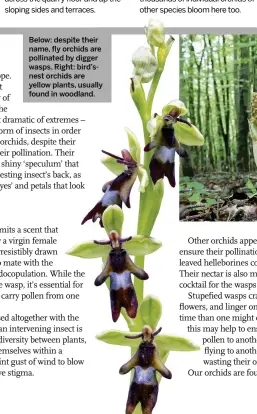  ??  ?? Below: despite their name, fly orchids are pollinated by digger wasps. Right: bird’snest orchids are yellow plants, usually found in woodland.