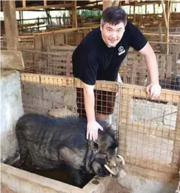  ??  ?? Ian Cabriga shows a rare specimen from his collection on his farm: “Billy”, a 10-year-old warted Philippine native pig.