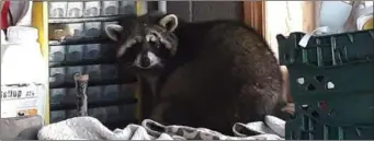  ??  ?? A raccoon snapped snooping around a garage in Carrigadro­hid. Photo: Ann-Marie Lyons