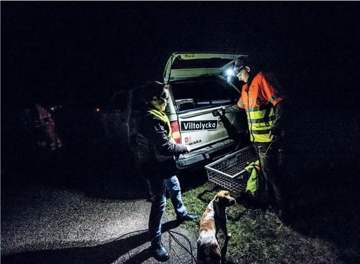  ?? BILD: HÅKAN JOHANSSON ?? Eftersöksj­ägare letar efter vilt efter en olycka.