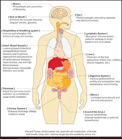  ?? Picture: https://www.pinterest.com ?? Images of internal organs of human body.