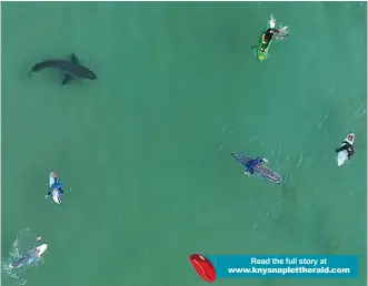  ??  ?? Read the full story at
A screenshot of drone footage that has circulated on social media following a recent great white shark encounter in Plettenber­g Bay.