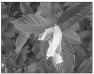  ?? Special to the Democrat-Gazette/JANET B. CARSON ?? This gardenia has been nipped by frost.