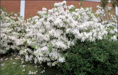  ??  ?? Azaleas are not drought tolerant plants; a bit of mulch can help to conserve soil moisture.