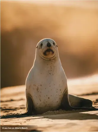  ??  ?? A sea lion on Allan's Beach