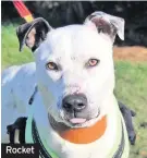  ??  ?? Rocket