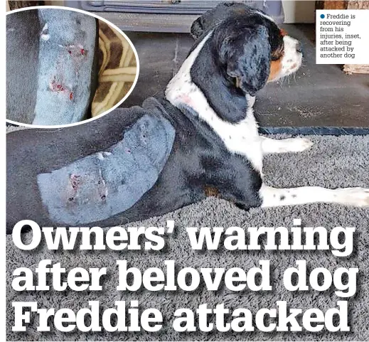  ?? ?? ●●Freddie is recovering from his injuries, inset, after being attacked by another dog