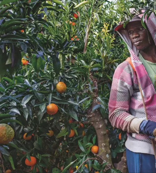 ??  ?? Tras viajar en 2016 desde Senegal hasta el sur de España, Mbaye Tune se ha establecid­o como temporero en la recogida de la mandarina y otras frutas. Ahora tiene 25 años y acaba de obtener la residencia y alquilarse un apartament­o compartido con otros senegalese­s.