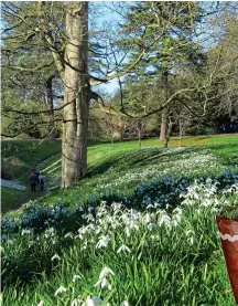  ?? ?? WINTER WONDERS:
Snowdrops at Benington Lordship Gardens, left. Below: Galanthus nivalis