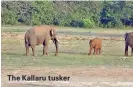  ?? ?? The Kallaru tusker