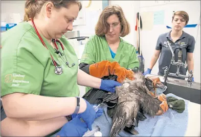  ?? JANE TYSKA — STAFF PHOTOGRAPH­ER ?? Veterinari­an Allison Daugherty, left, and staff members Marcia Metzler, center, and Melissa Richard examine an approximat­ely 3-month-old eaglet. Known by local bird watchers as “Lucky,” it was one of two being raised by a pair of adult American bald eagles in a redwood tree near Curtner Elementary School in Milpitas. It likely fell from its nest on Sunday.