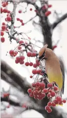  ?? CATHIE COWARD THE HAMILTON SPECTATOR ?? Frozen berries anyone? Hamiltonia­ns woke up to freezing rain on Wednesday. Despite the conditions, a Cedar Wax Wing found these berries delicious.