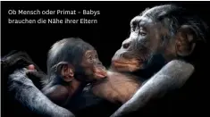  ??  ?? Ob Mensch oder Primat – Babys brauchen die Nähe ihrer Eltern